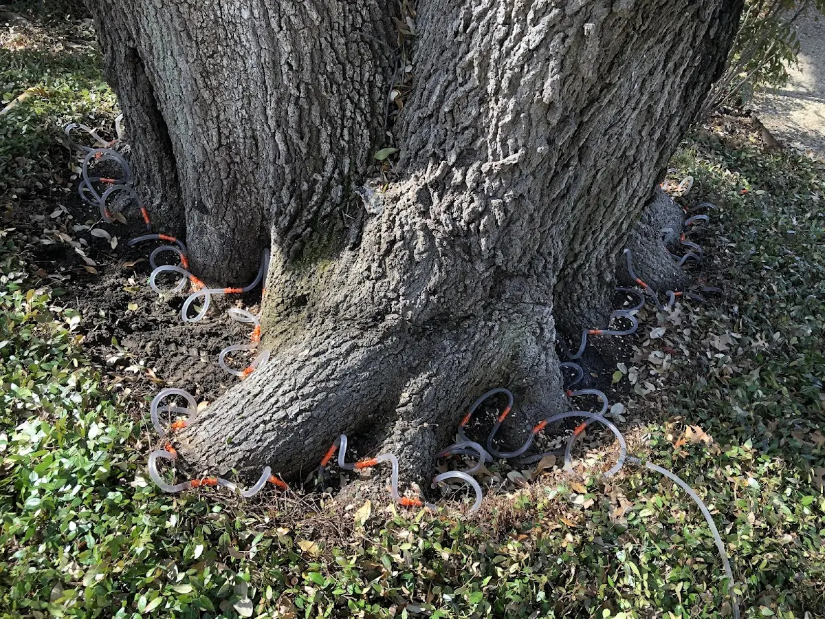 Detailed Tree Cabling and Bracing job site in Magnolia Springs