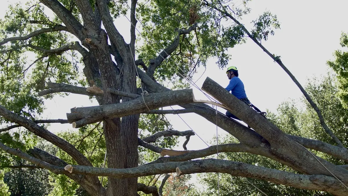 Professional Crown Thinning performed by certified arborists in Magnolia Springs
