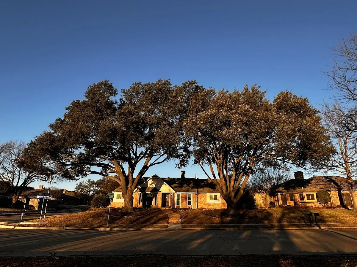 Established residential canopy tree shading a home in Magnolia Springs